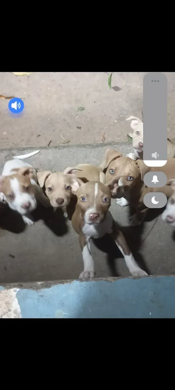 Filhotes de Pitbull para venda