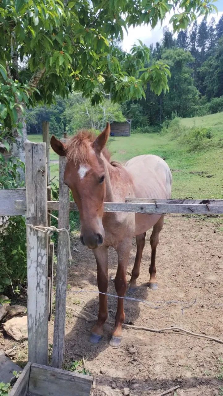 Potro Campeiro Rosilho Prateado - Foto 2