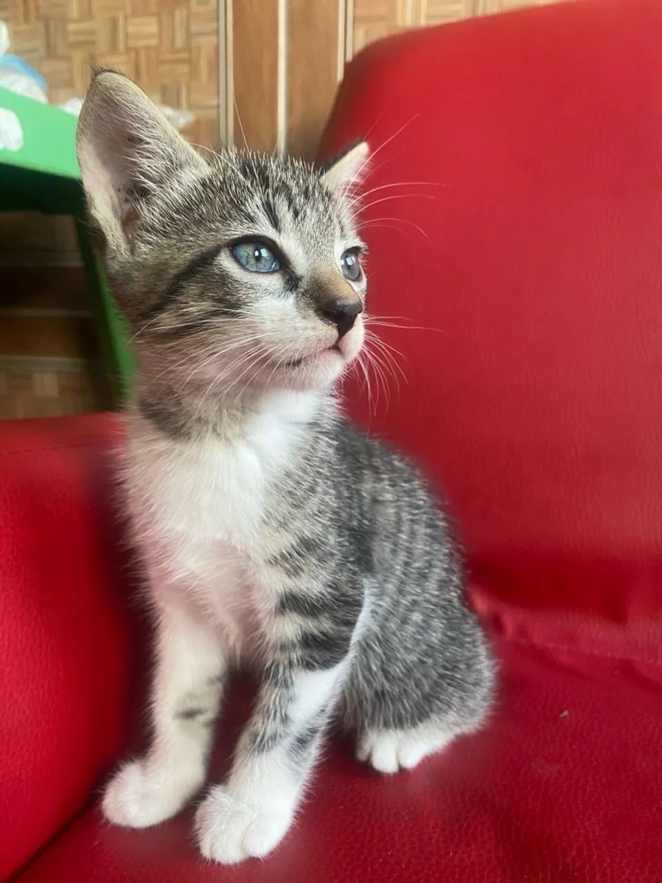 Linda gatinha bebê de olhos cinza  - Foto 5