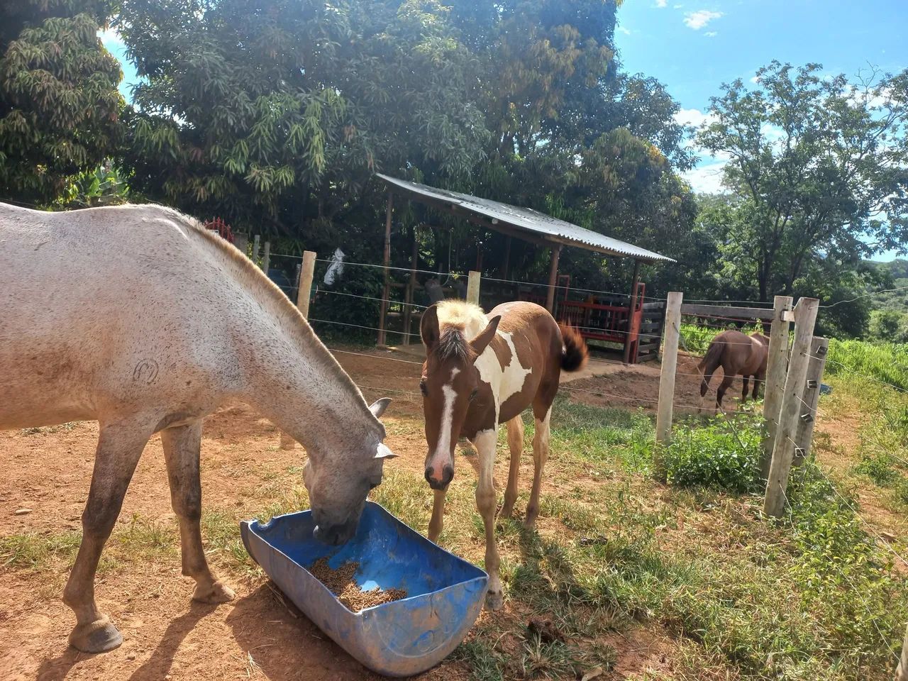 Egua mangalarga registrada, e potro - Foto 3