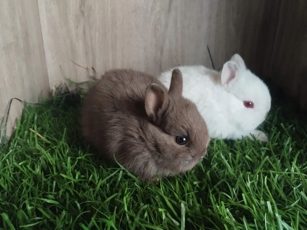 Coelhinho bebê, peludo e fofinho! - Foto 4