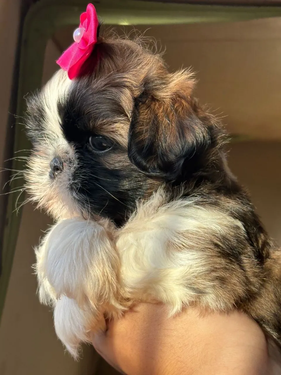 SHIH TZU FEMÊA - PURA