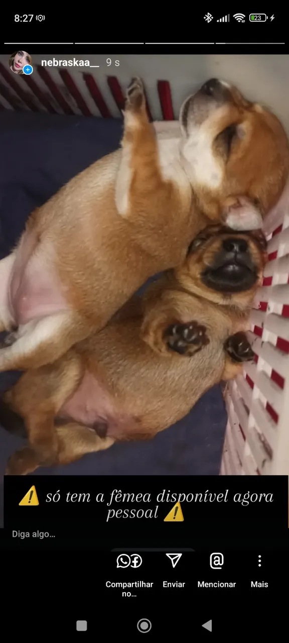 Pinscher número um