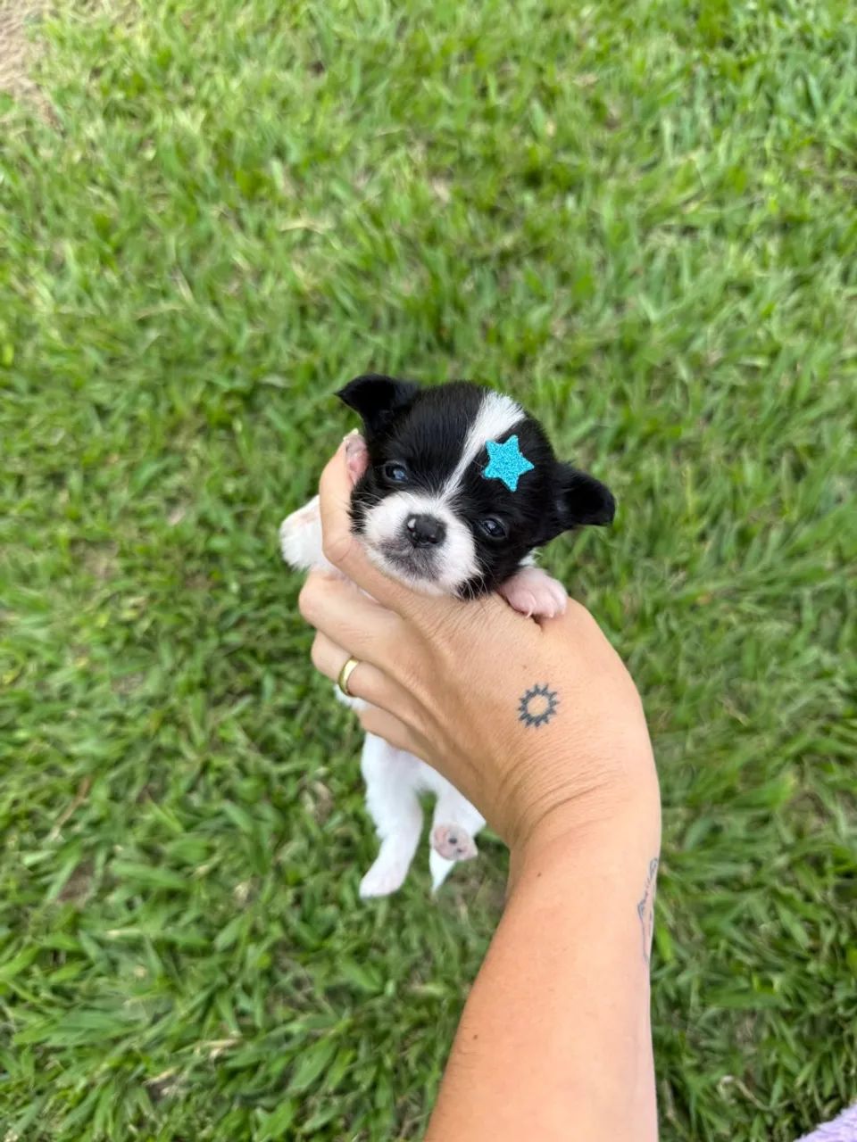 Chihuahua macho - pelo longo - o menor cão do mundo  - Foto 3