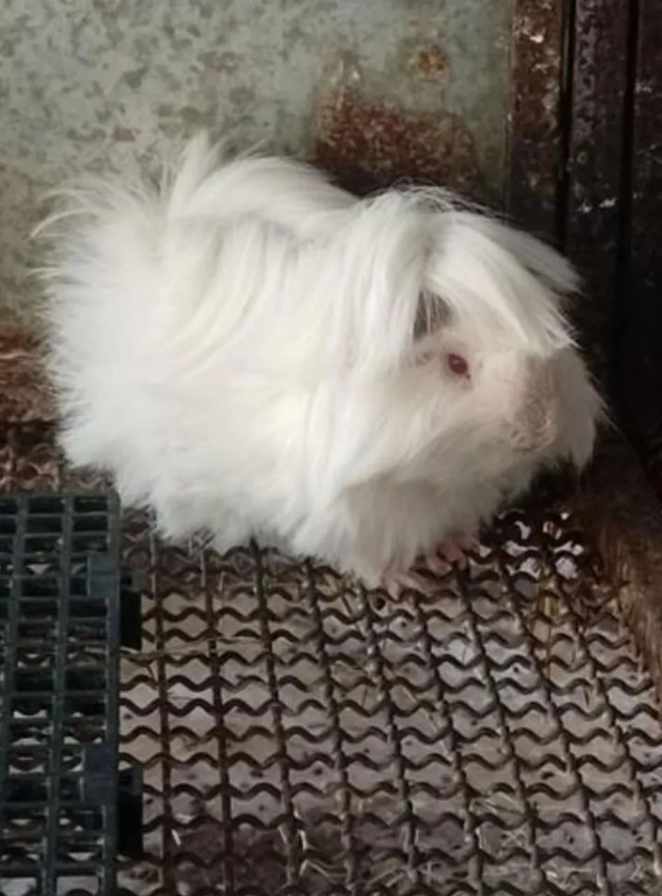 Porquinho da índia peruano - Foto 2