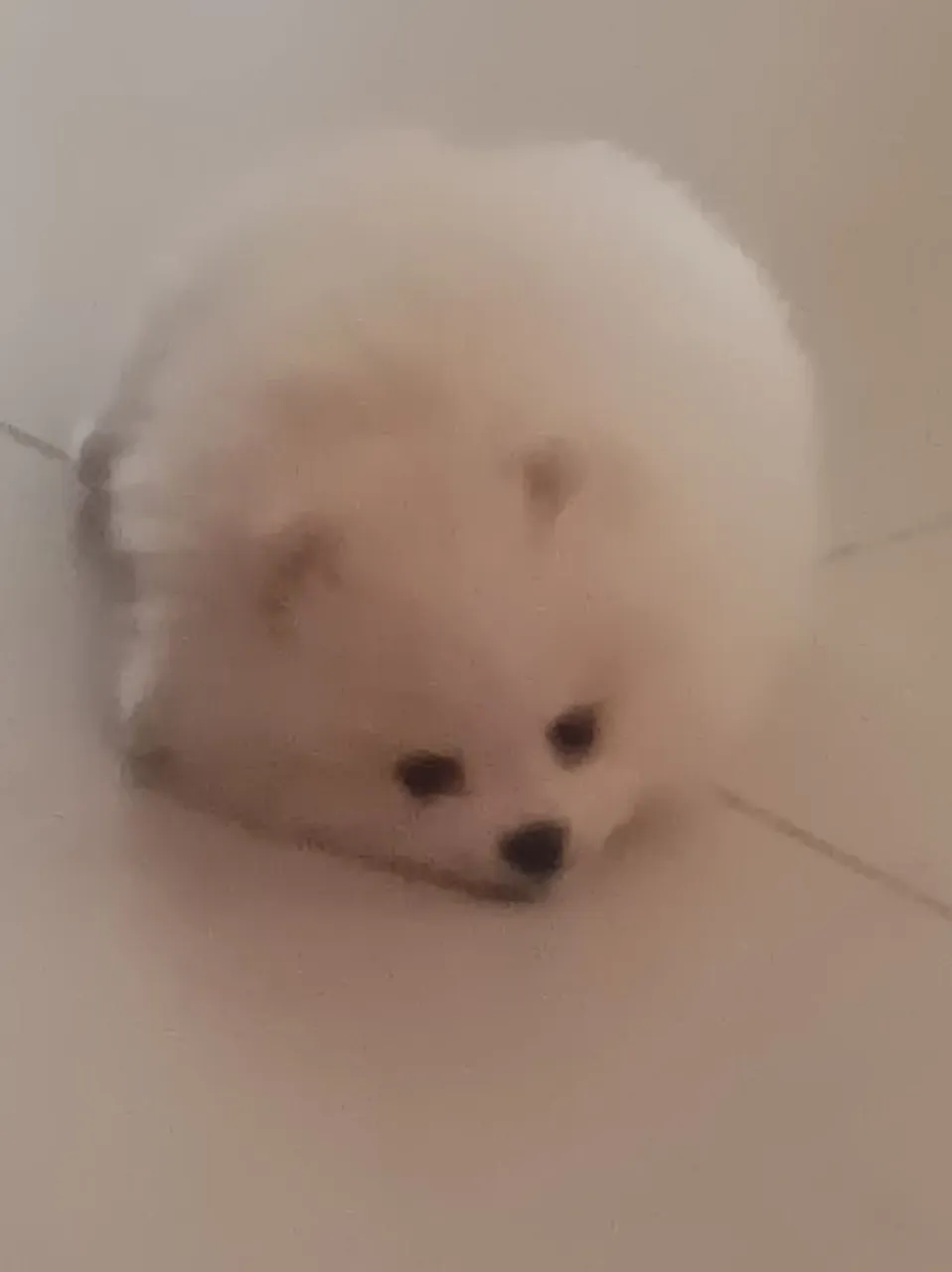 Filhote de Spitz Alemão - Fofura em forma de bola!