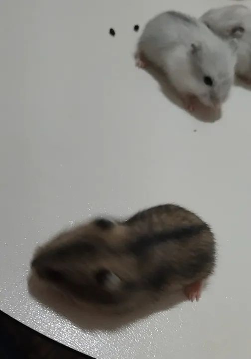 Hamster ?  - Foto 2