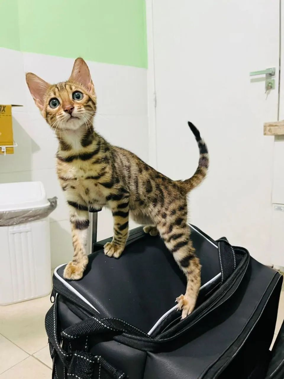 Gatos filhotes da raça bengal - Foto 3