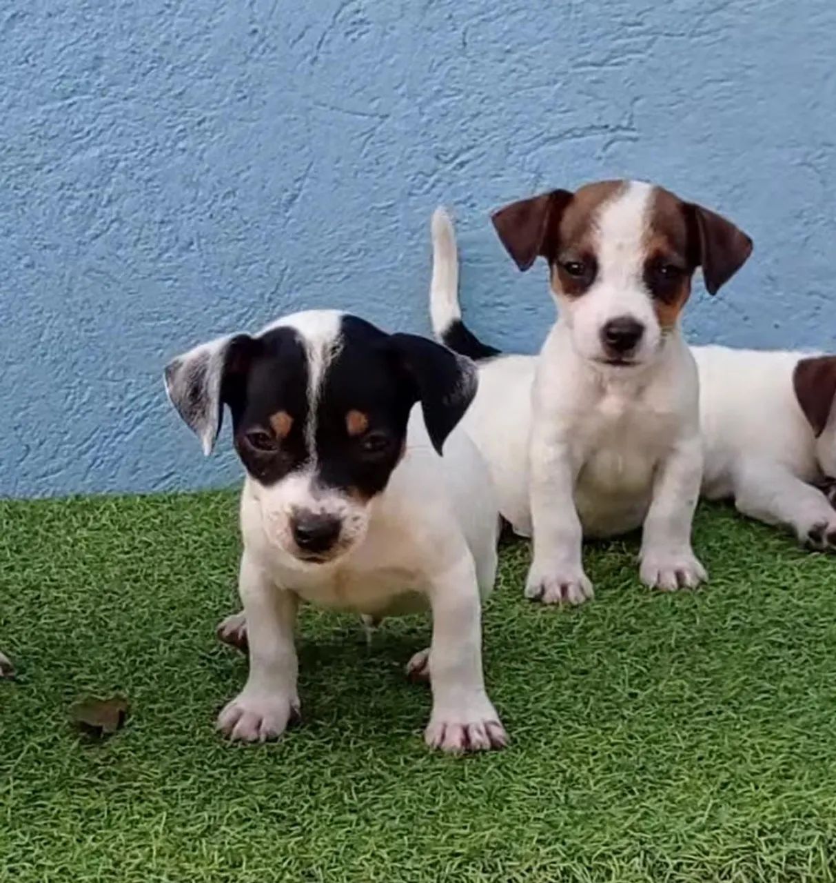 Russell Puppies Jack Russell Terrier Olx Jack Russell Dog Olx Jack