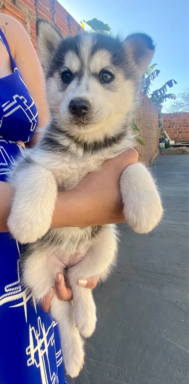 Fêmea Husky Siberiano cinza