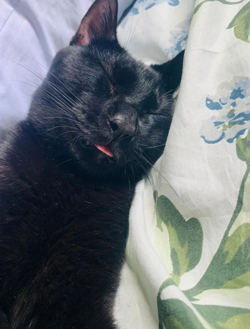 Kiko, para adoção responsável. 1 ano, castrado e vacinado  - Foto 2