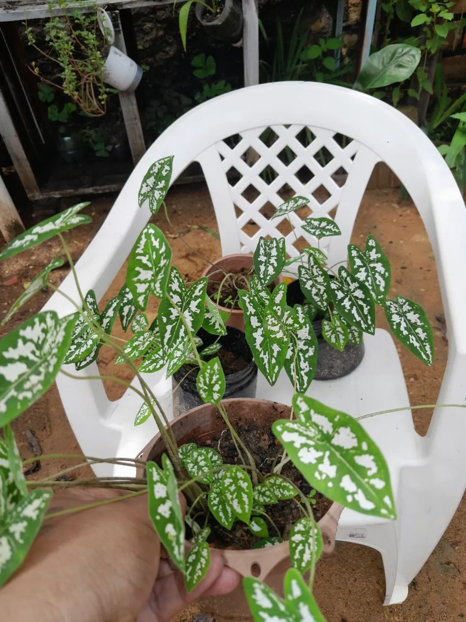 Mini Caladium - Mudas Lindas!