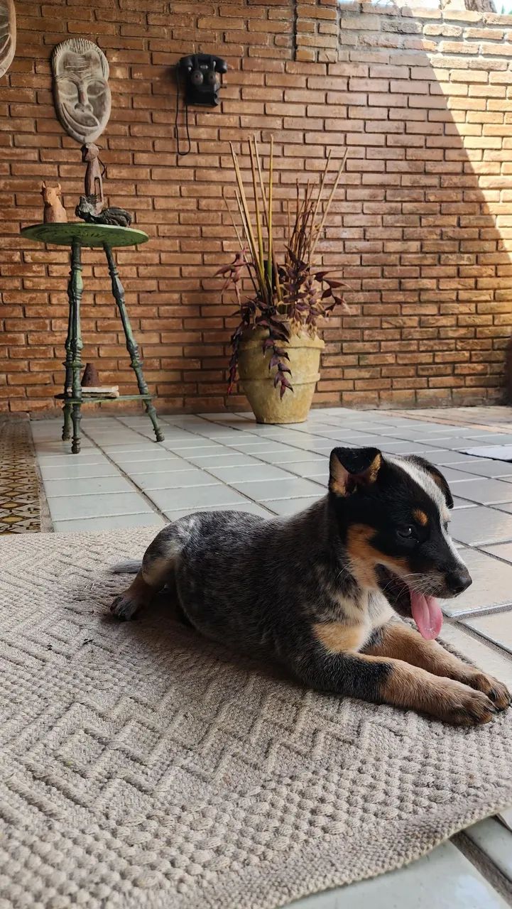  Cachorros boiadeiro australiano 