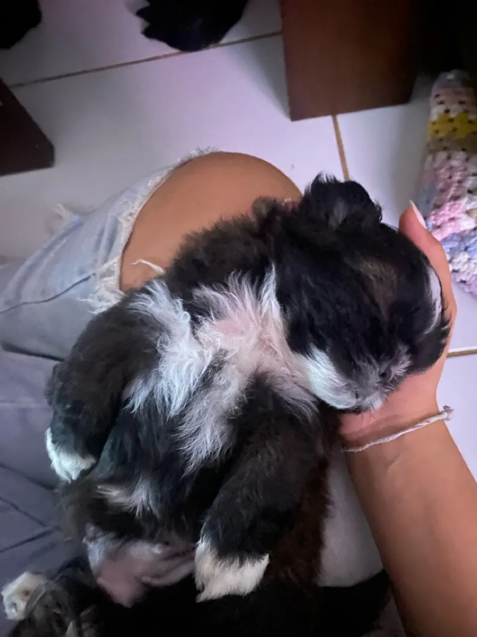 Filhote Shih Tzu