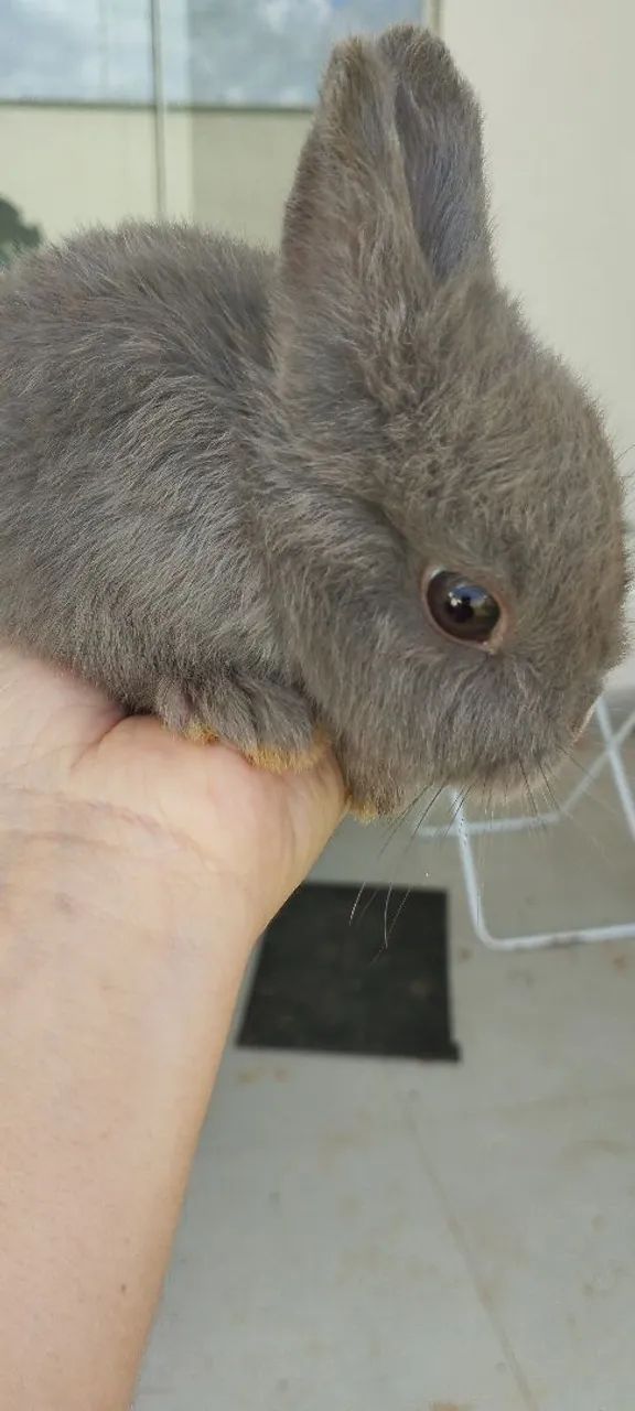 Coelho Anão  - Foto 2