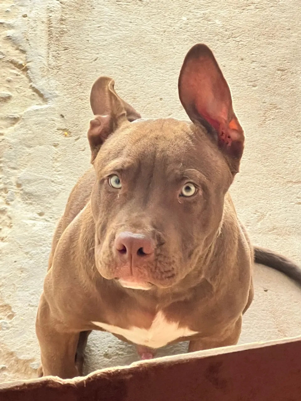 American bully raça pura olho azul