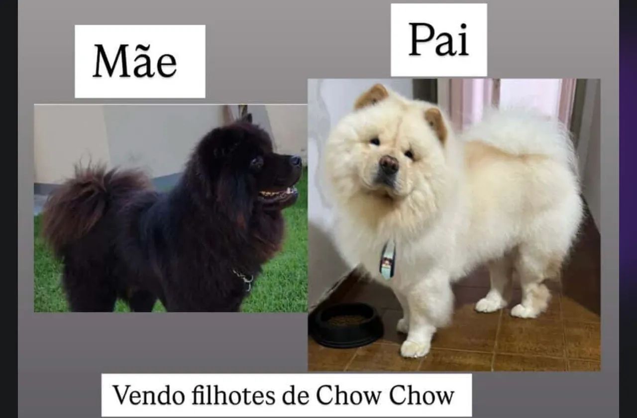 Filhotes de Chow Chow