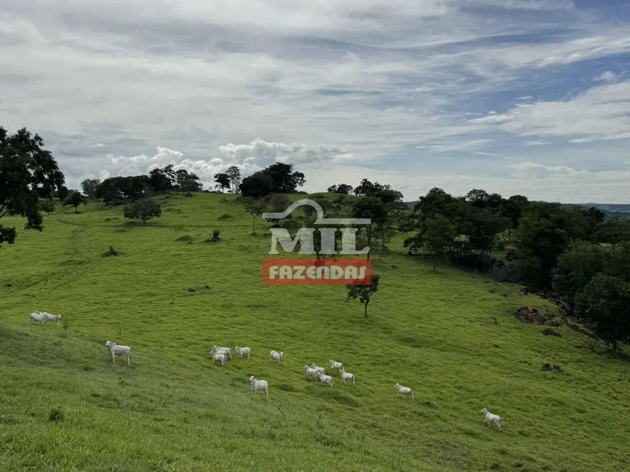 Fazenda 100 alqueires 484 hectares margens represa ( Nova Aurora ) - Foto 3