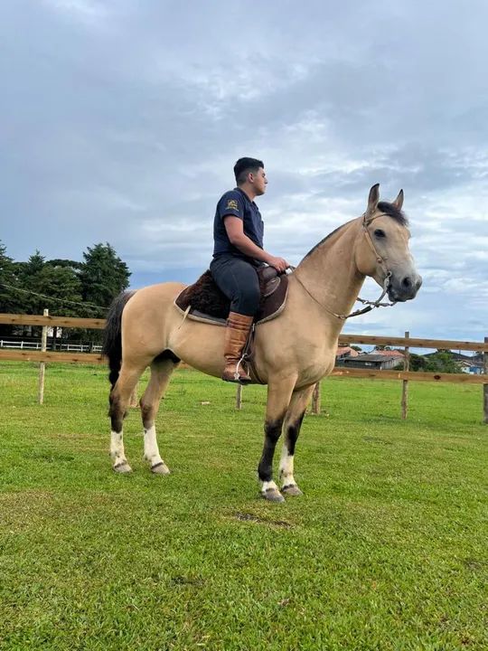 Cavalo Crioulo Confirmado  - Foto 4