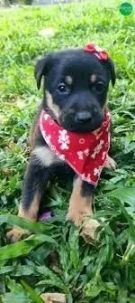 Pastor x labrador 