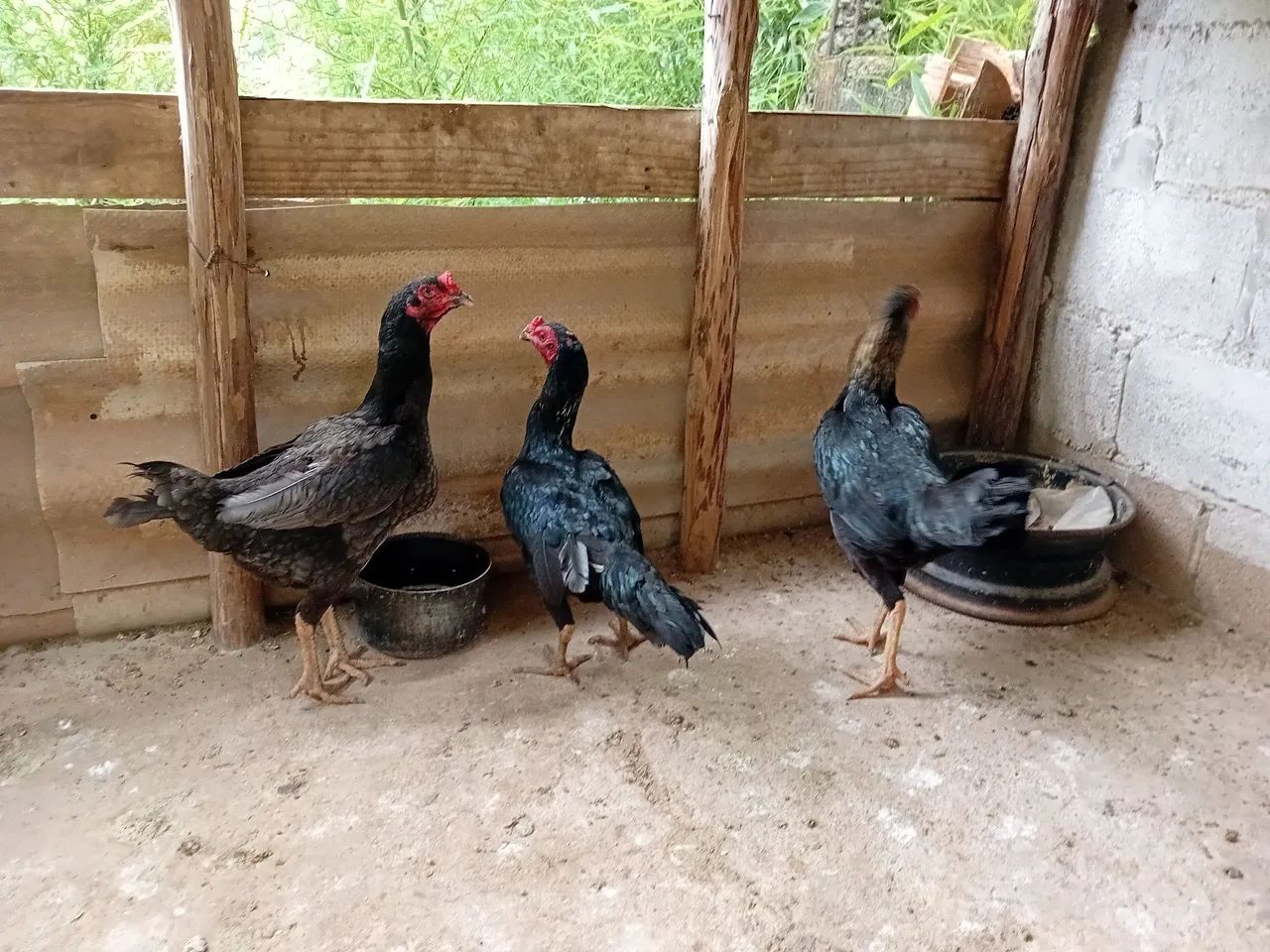 Galinha e Galo  - Foto 2