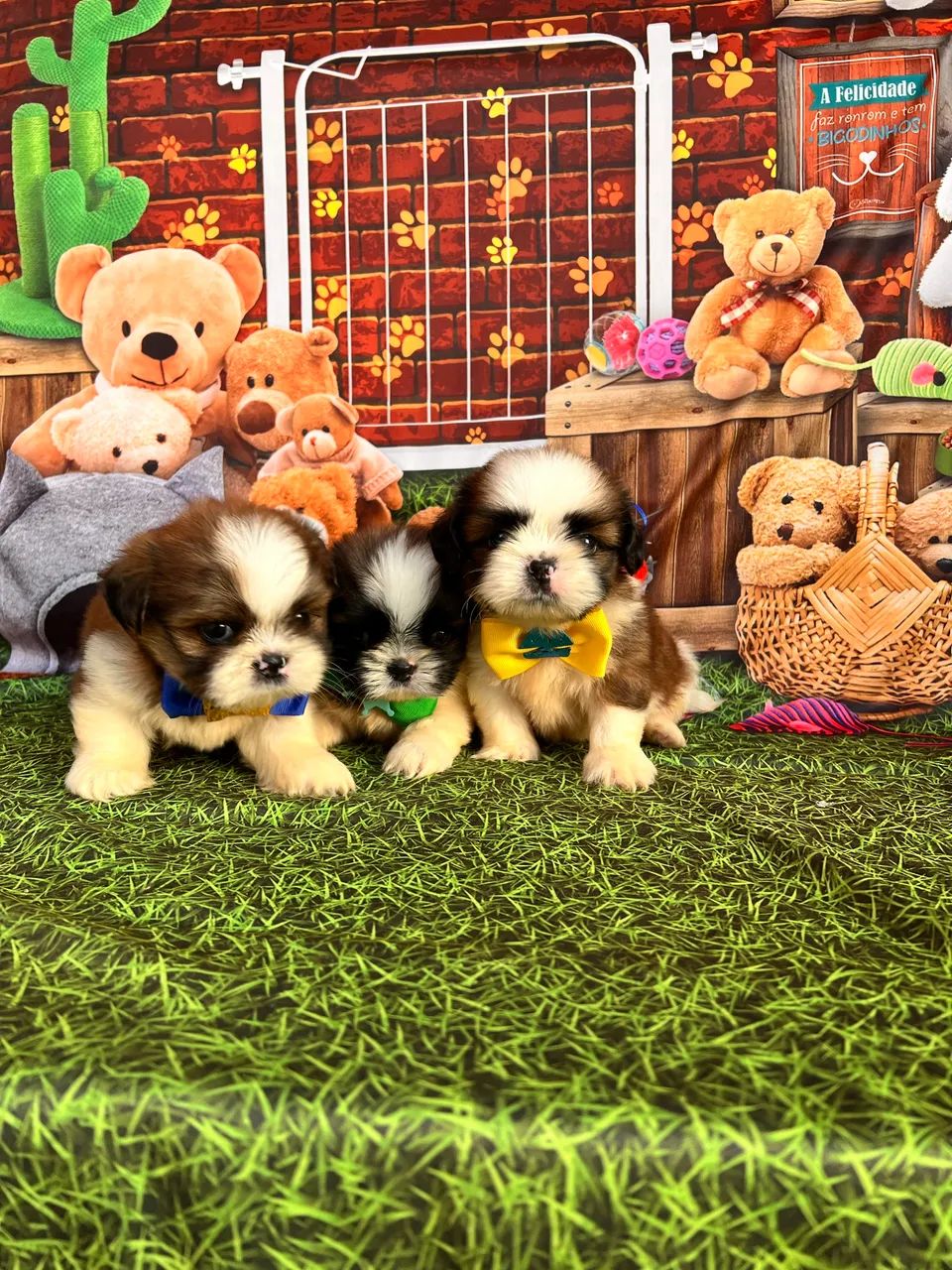 Shih tzu Machos disponíveis vacinado - Foto 2
