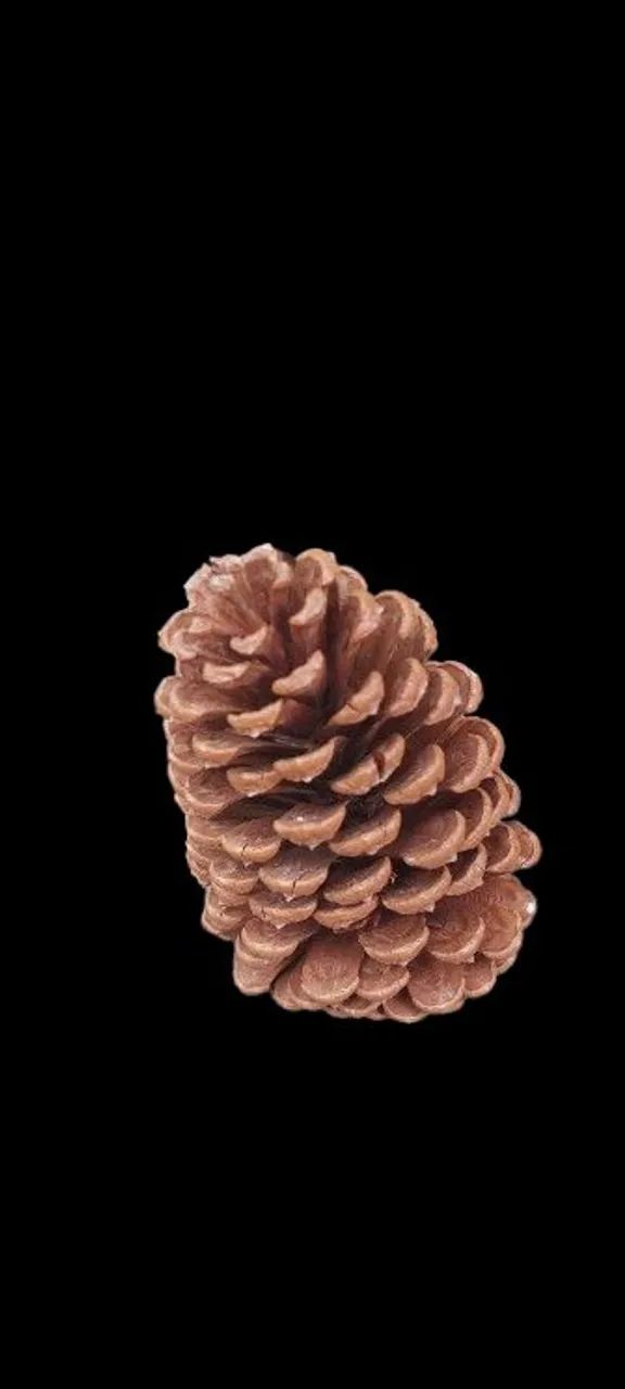 Pinha várias unidades  - Foto 2