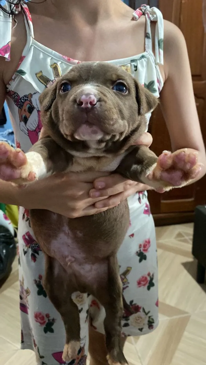 Filhote de Pitbull