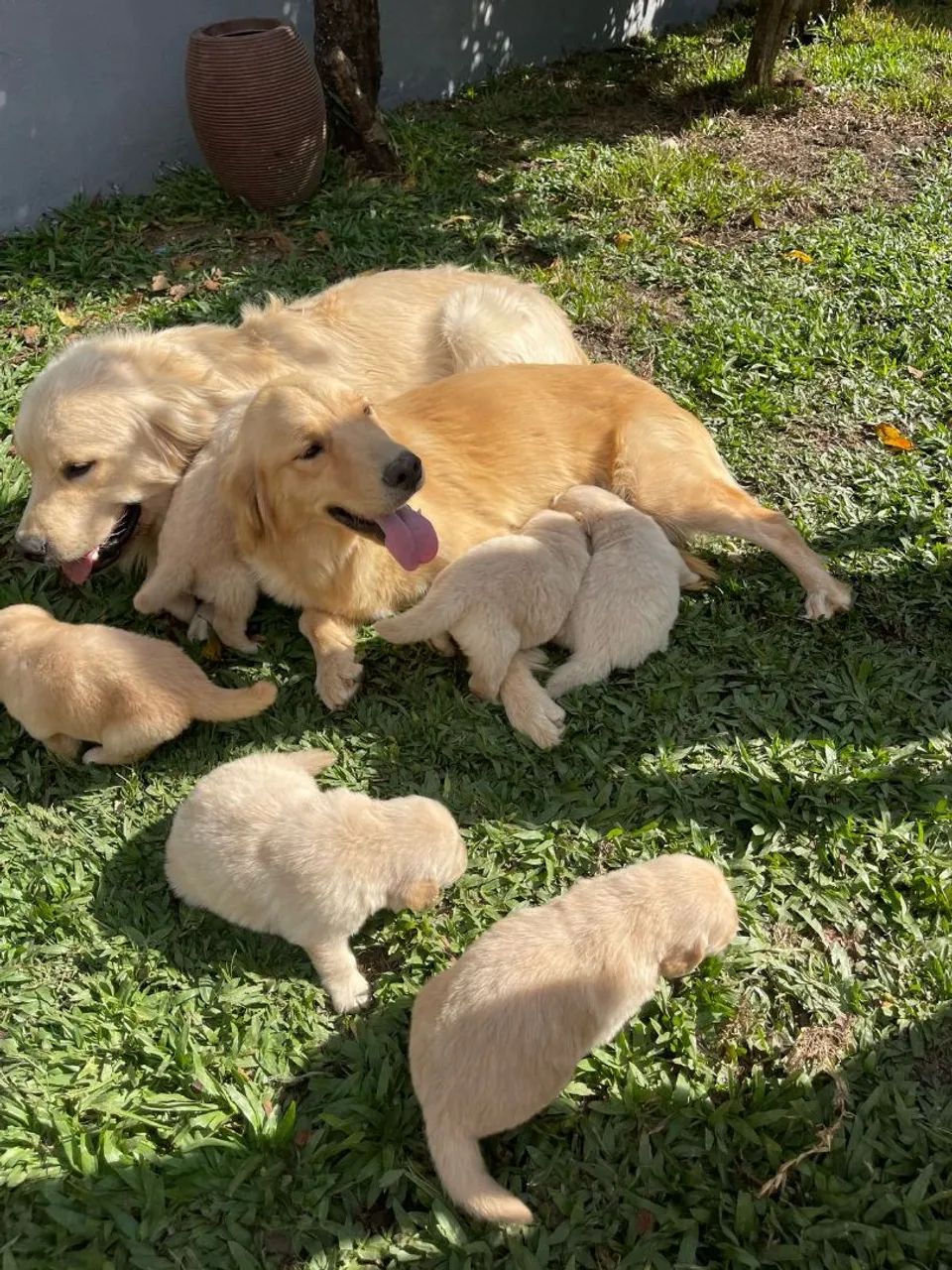 Golden Retriever com filhotes - Foto 4
