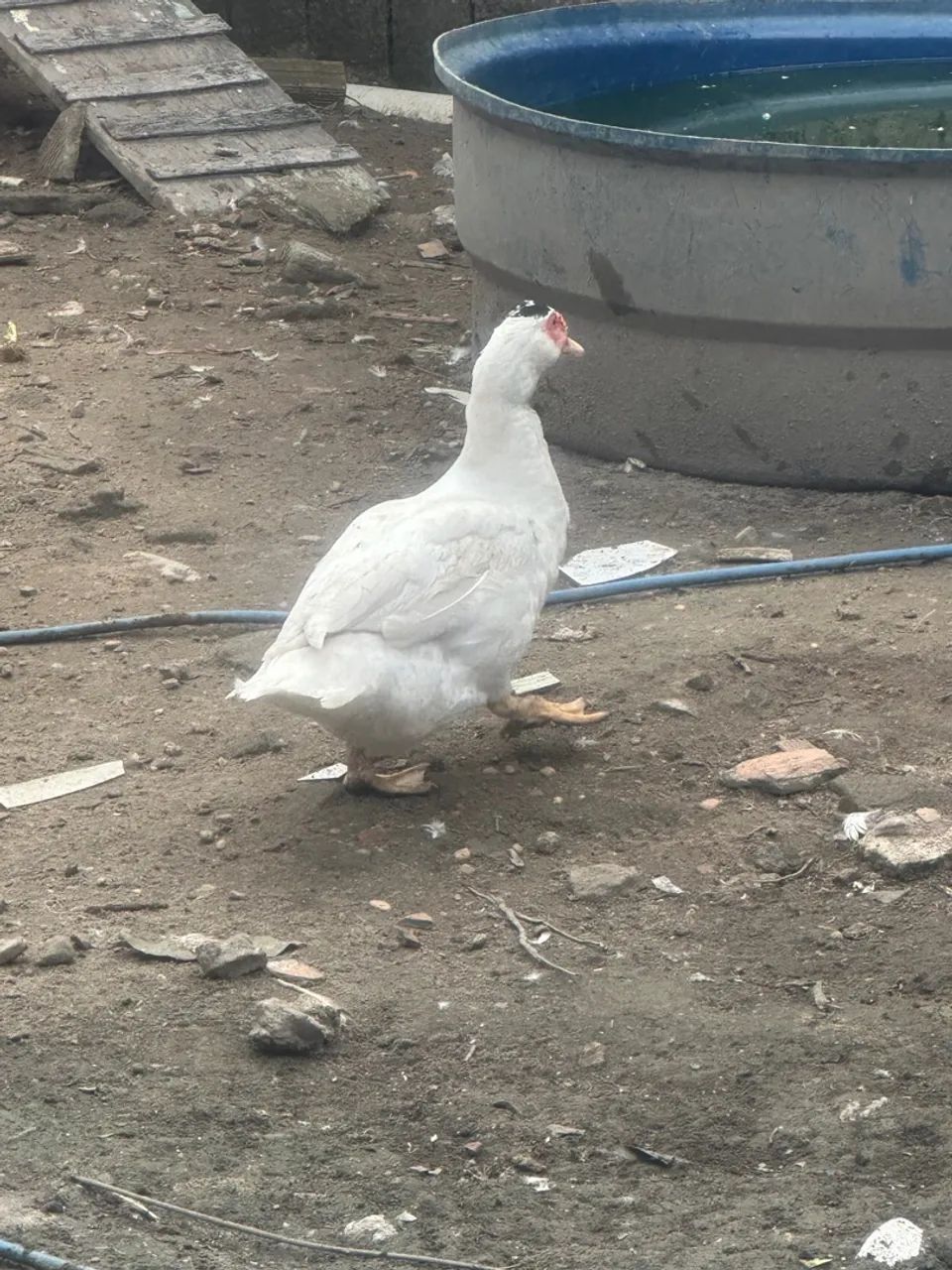 Pato macho branco faço entrega  - Foto 3