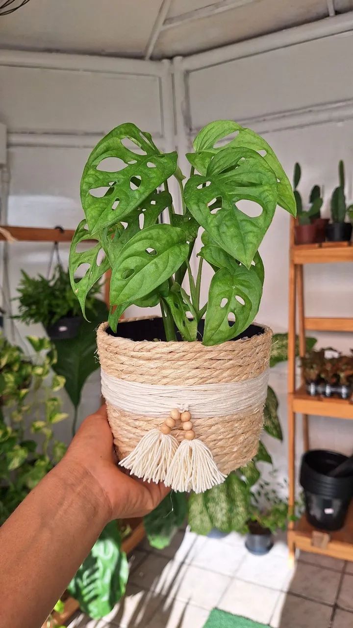 Planta Monstera Adansonii em vaso artesanal