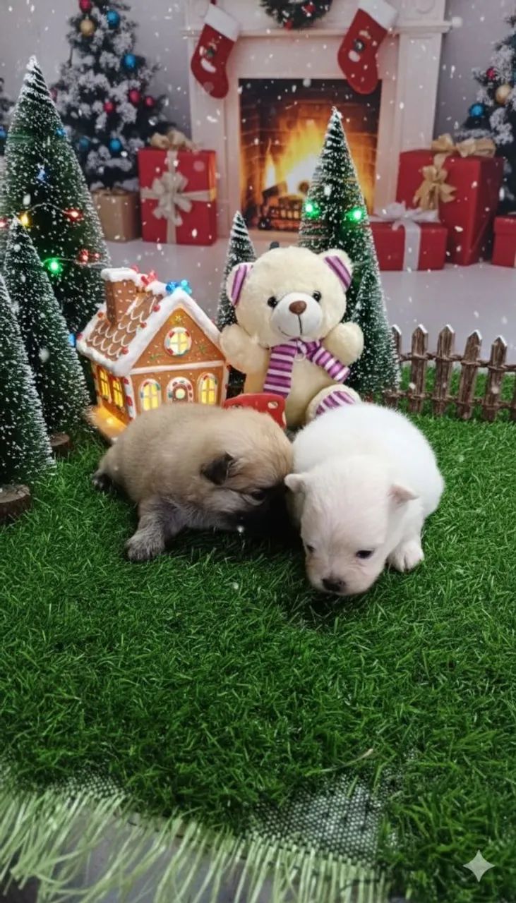 Lindos SPITZ ALEMÃO 