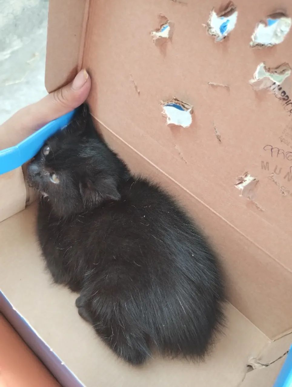 Doação de gato, bairro Perus SP - Foto 4