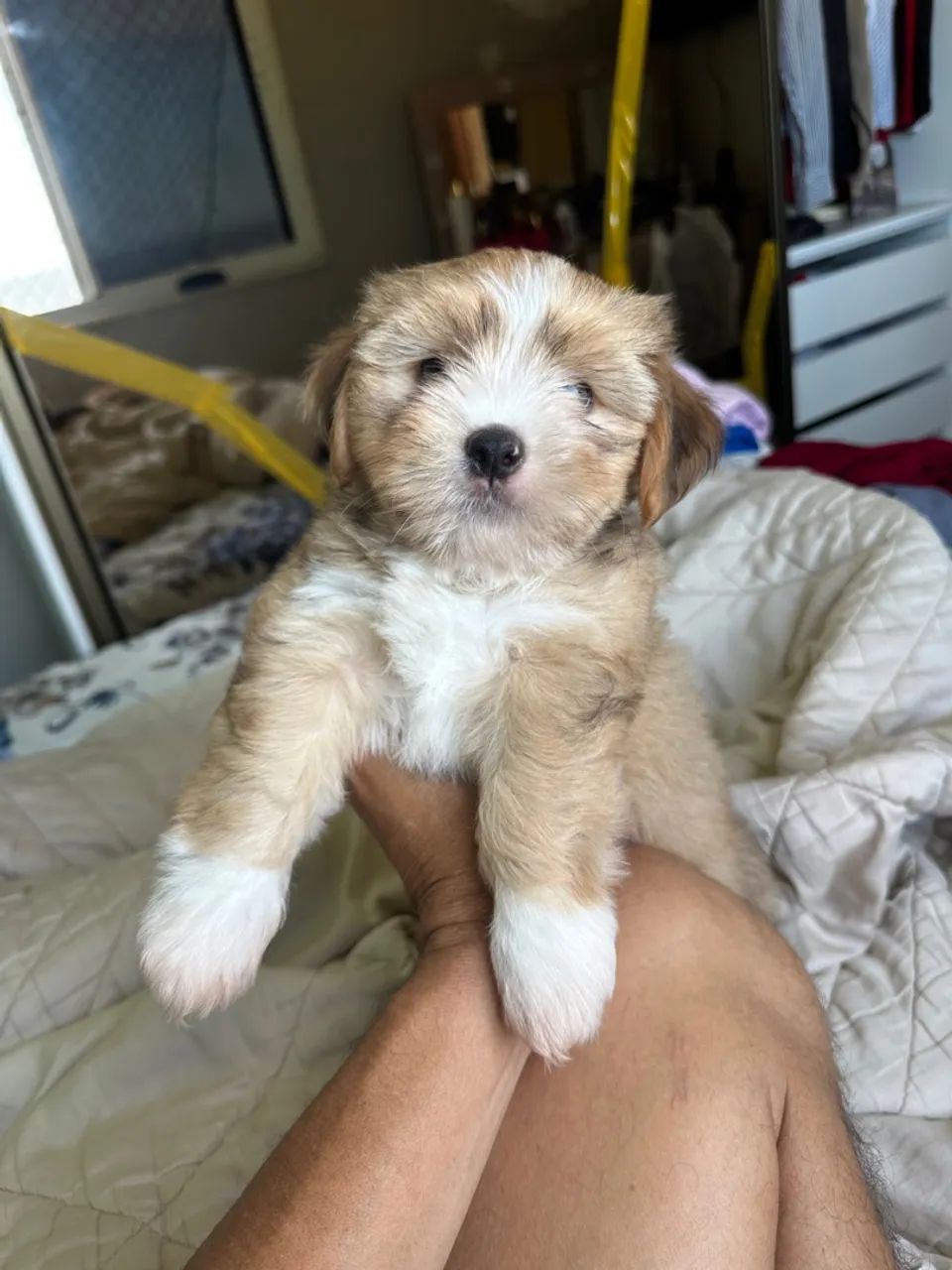 Vendo filho te lhasa apso  - Foto 3