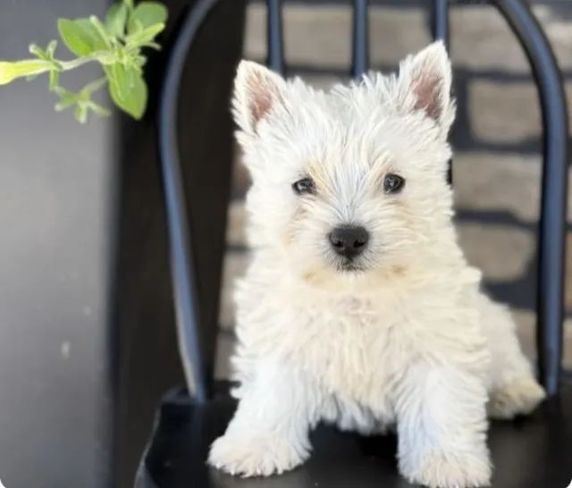 West Highland filhotes com garantias e suporte veterinário gratuito