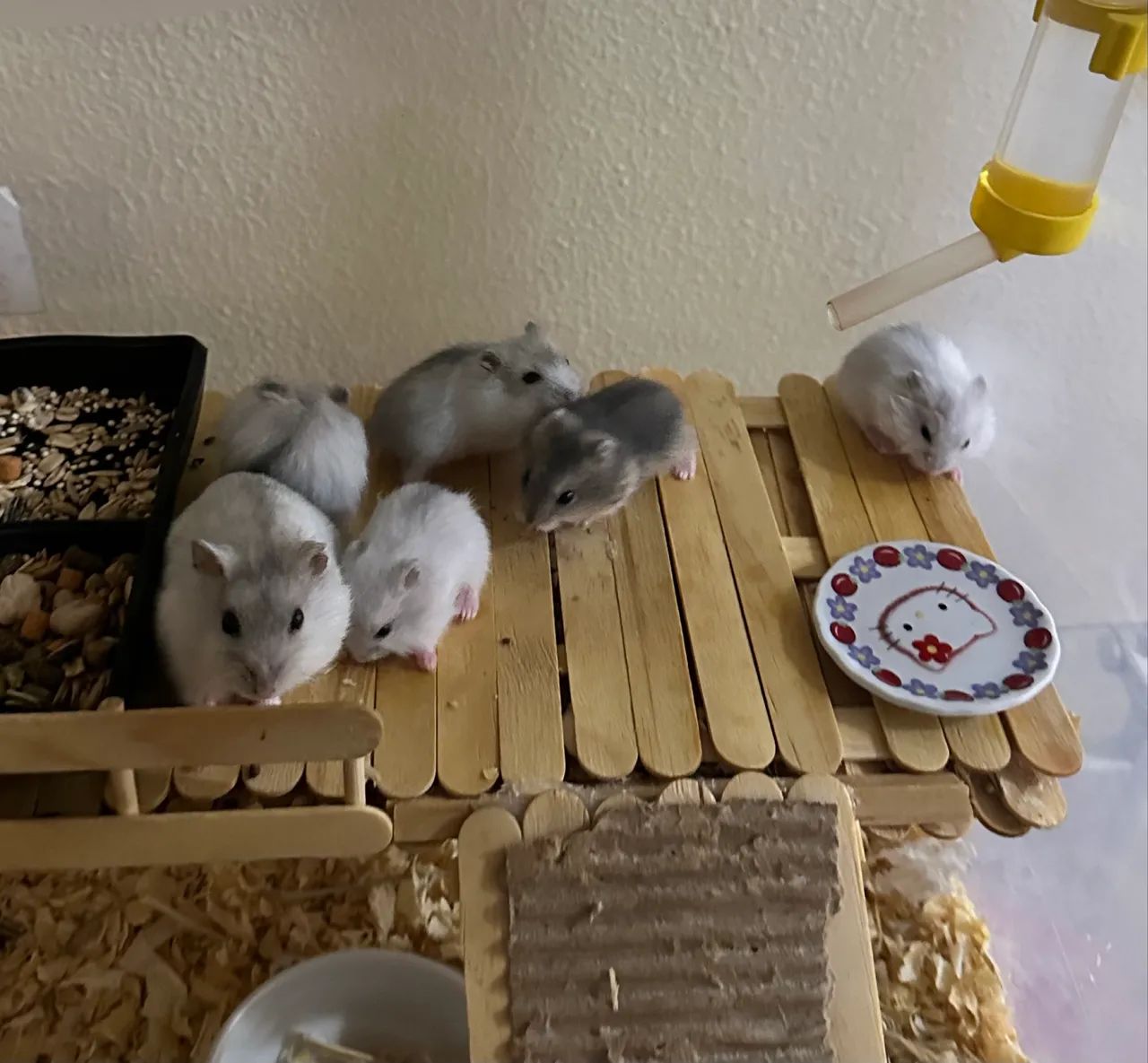 Filhotes de Hamster Anão russo para venda  - Foto 3