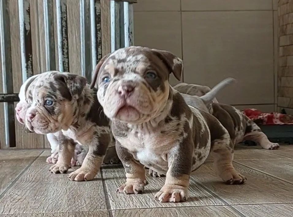 Super promoção/ canil registrado / american bully a partir de 1999 - Foto 3