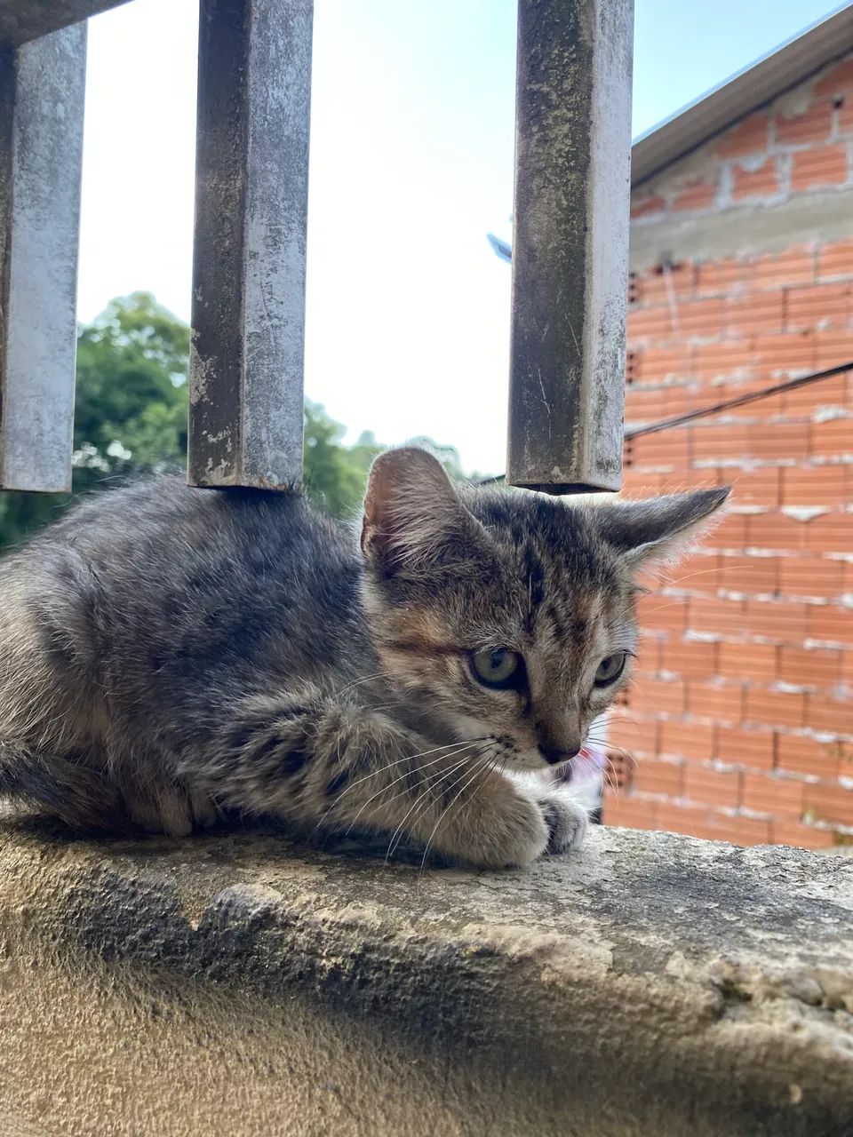 Doa se gatinhos  - Foto 3