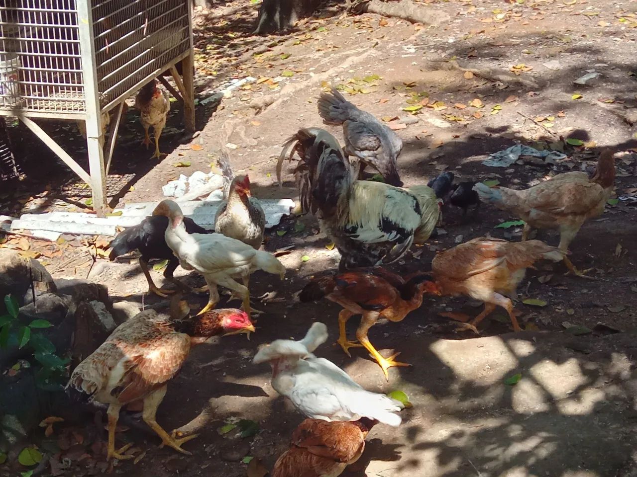 Galinhas e galos para venda