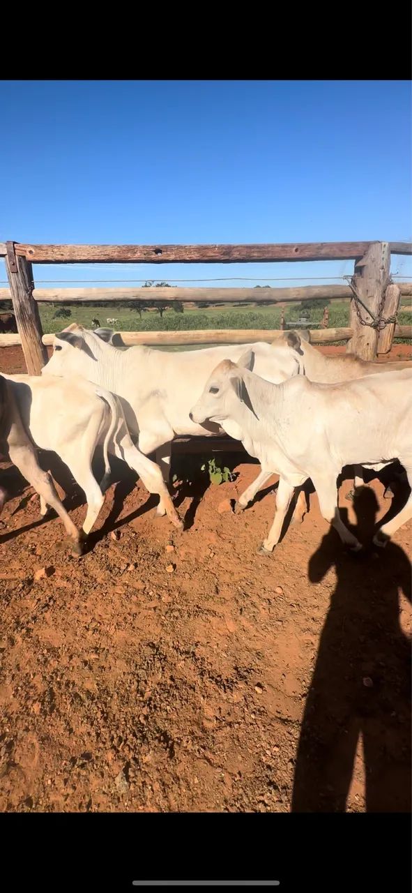 Bezerras de apartação 