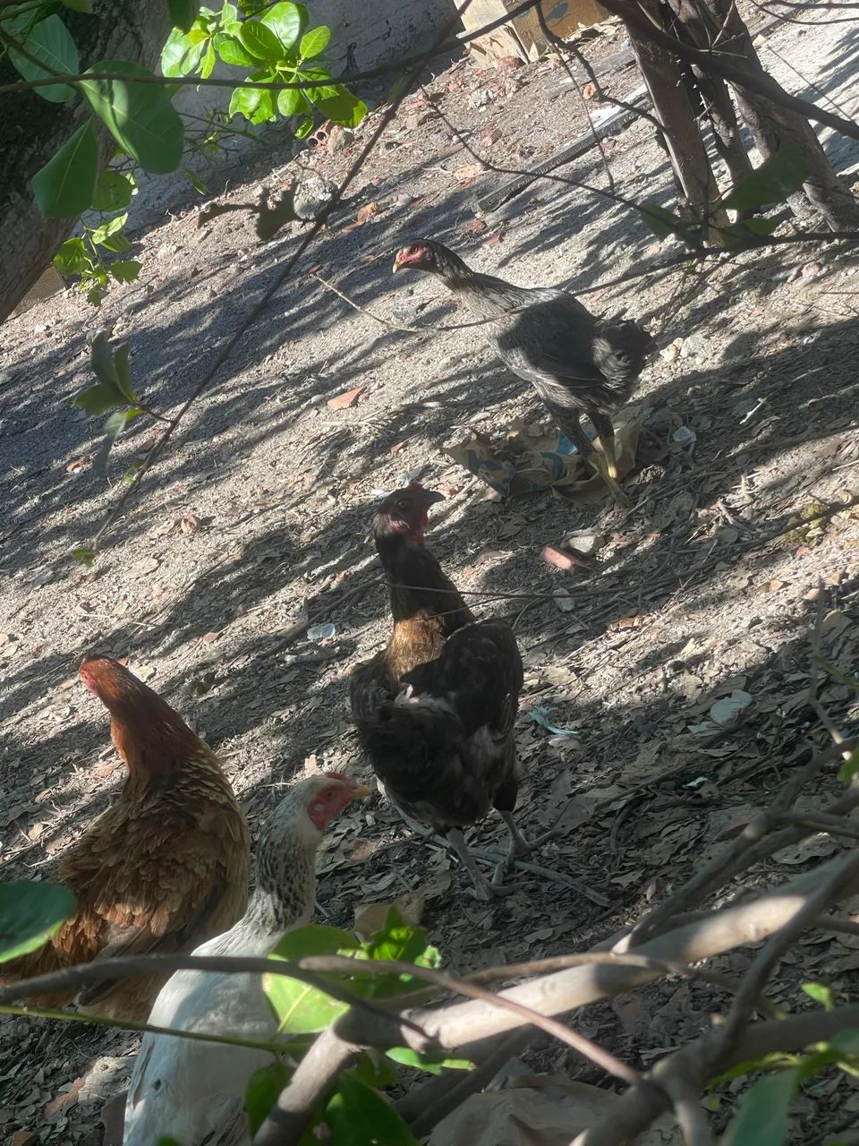 Galinha caipira  - Foto 2