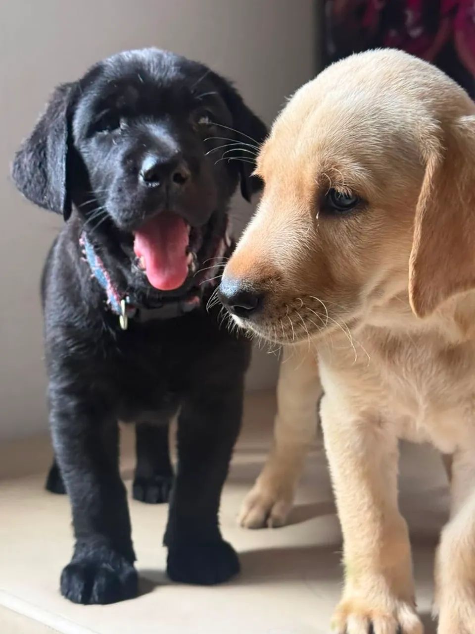 Labrador+ Casal 