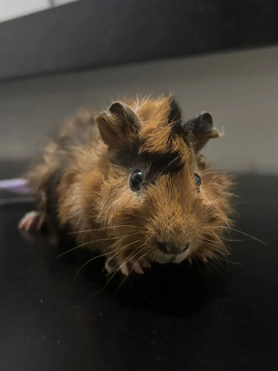 Pet- Porquinho da índia (Abissínio)