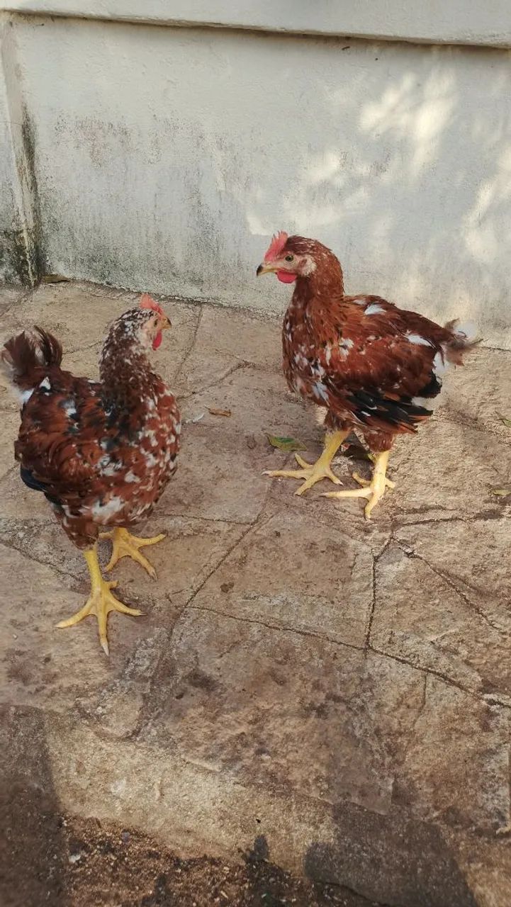 2 franguinhos de Gsb  - Foto 2