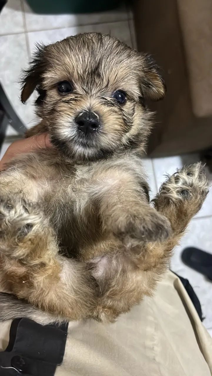 YORKPOO  - Foto 2