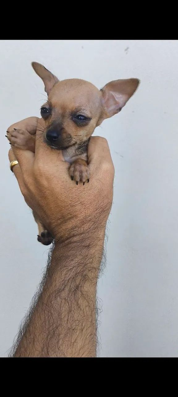 Pincher zero machinho - Foto 2