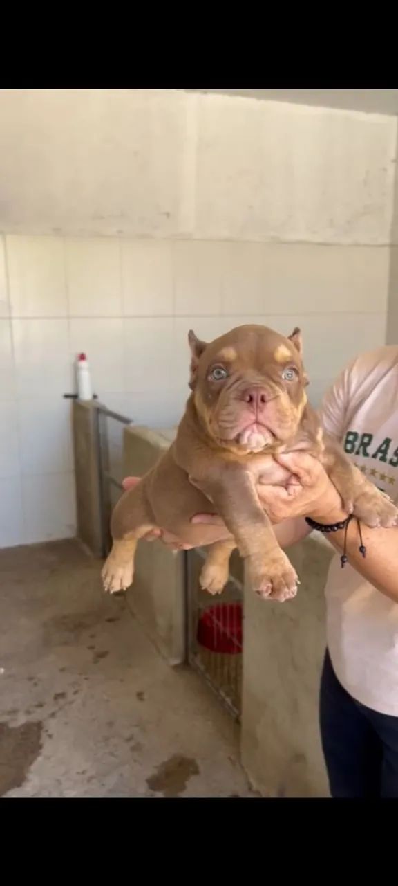 American Bully micro Auto Padrão  - Foto 2