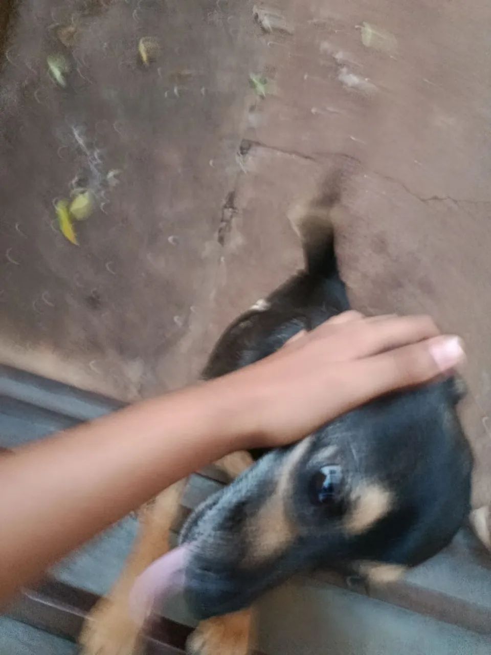 Cachorro para adoção - Foto 3