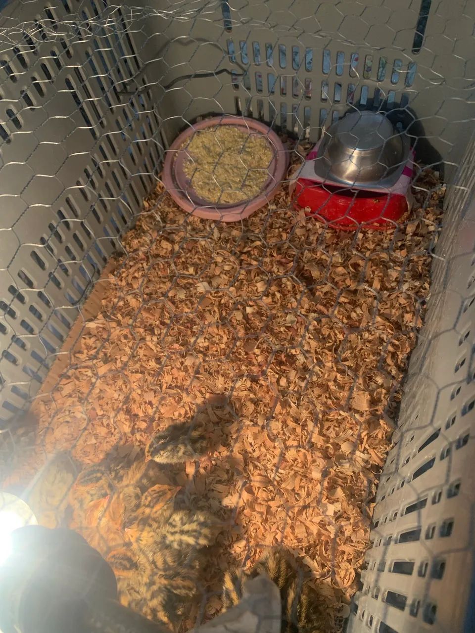 Codornas para vendas em guarapari, vem no certo! - Foto 4