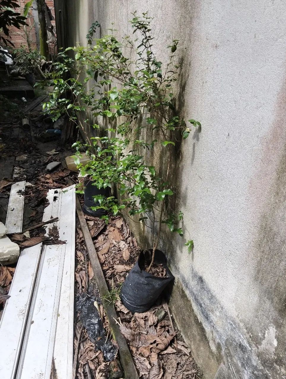 Muda de pitanga - Foto 2